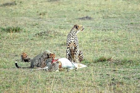 3 Day Maasai Mara Group Safari Big Five Adventure from Nairobi