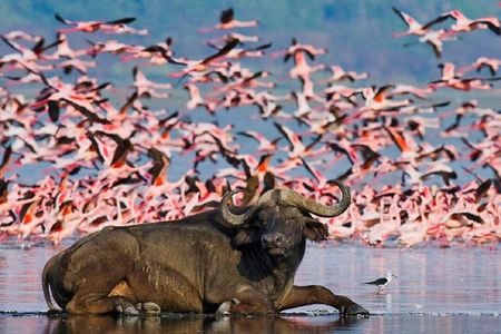 One Day Tour to Lake Nakuru from Nairobi 4WD