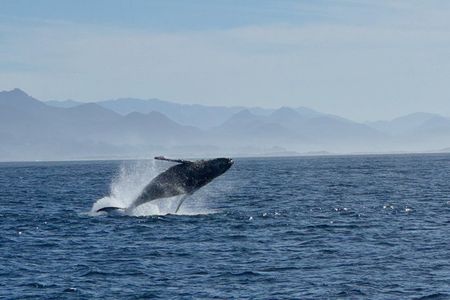 Whale Watching in Morro Bay Humpback and Gray with Sub Sea Tours