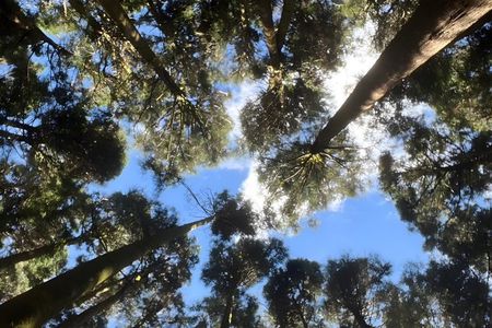 Alishan Join-in Day Tour from Taichung (Incl. Park Entrance)