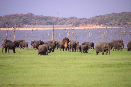 Minneriya National Park halfday Safari