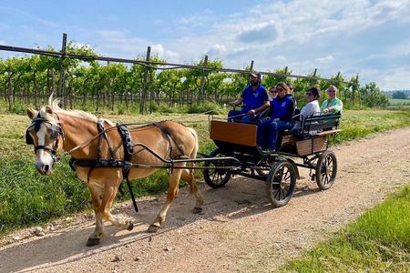 Horse Carriage Tour with Pic Nic in Lazise