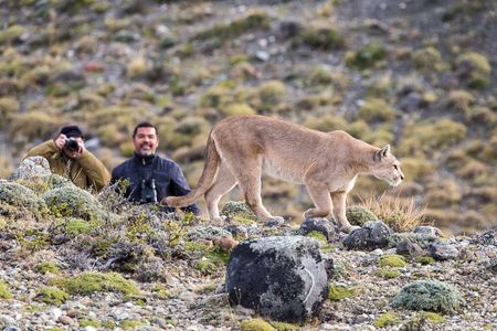 Puerto Natales: Puma Tracking Safari in Torres del Paine