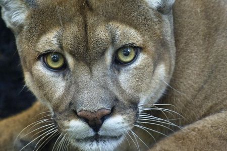 Puerto Natales: Puma Tracking Safari in Torres del Paine