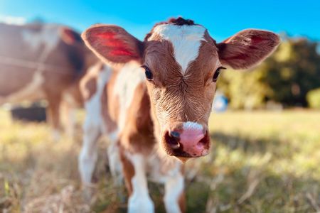 Regenerative Farm Tour on Maui
