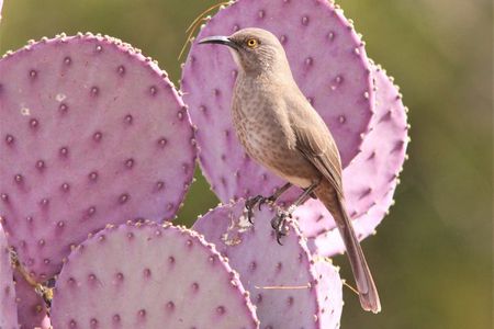 Sedona Birdwatching Tour: Expert-Guided 3-Hour with gear