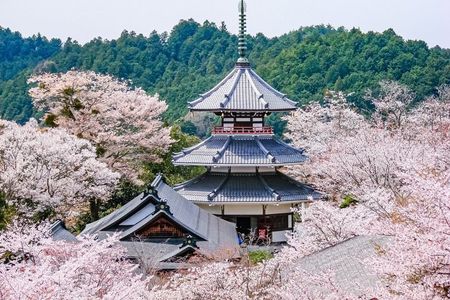 Explore the Sacred Past of Mount Yoshino from Osaka