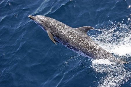 Evening Dolphin Cruise with Welcome Drink from Poreč