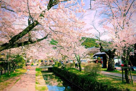 Kyoto Highlights & Hidden Gems in Nature (Private Van Eng-Guide)