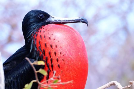 North Seymour Island Day Tour