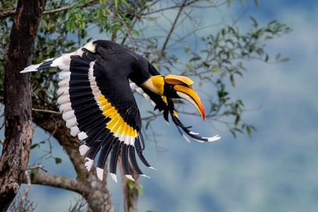 JungleWalla Desaru Coast Birdwatching