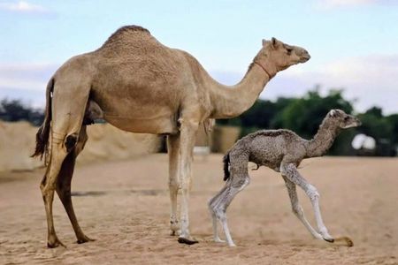 Dubai Morning Red Dunes Desert Safari, Camel Ride & Falcon Photo