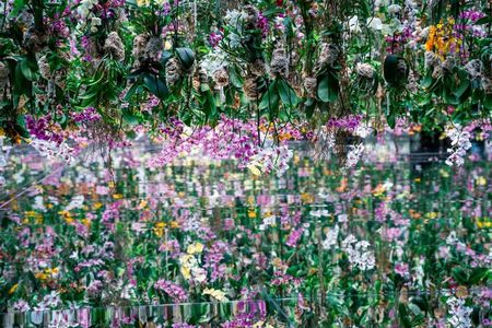 Tokyo Guided Tour teamLab Borderless and Imperial Palace