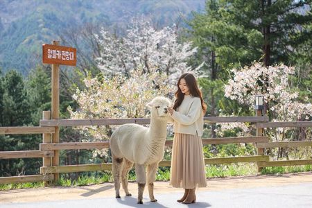 Nami+Alpaca+Garden of Morning Calm (+Rail Bike Option)