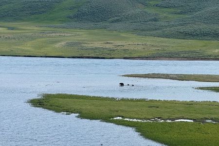 Yellowstone Wildlife Safari Day Tour