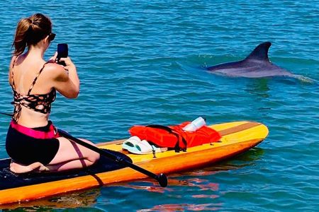 Dolphin and Manatee Paddleboard Tour