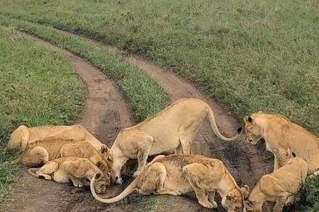 Amboseli National Park 3 Days Safari from Nairobi