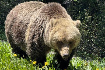 Explore Banff National Park from Calgary private Luxury Tour