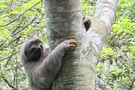Caminhada na Pedra Bonita: Observação da vida selvagem 