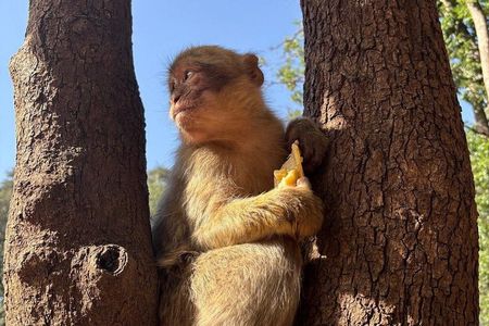 Day Trip to Middle Atlas Mountain and Berber Villages from Fes