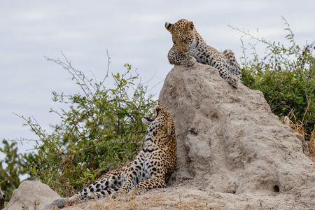 Chobe and Namibian Island Tour with Lunch from Victoria Falls