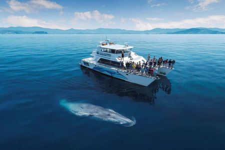 Auckland Dolphin and Whale Watching Eco-Safari Cruise
