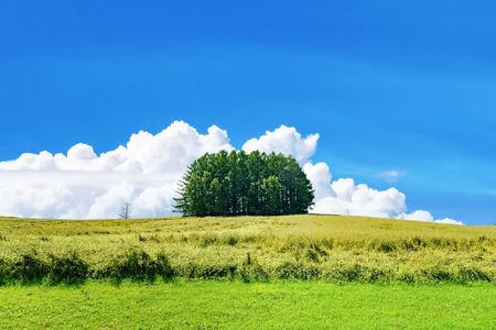 [Late Departure] Biei Best 5 Must-Visit Day Tour from Sapporo