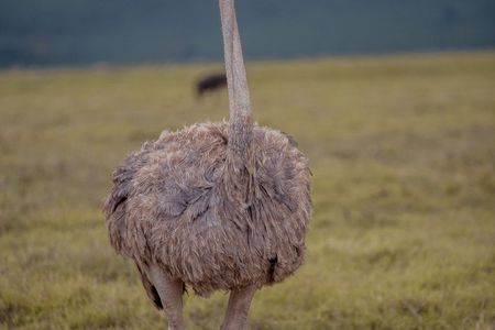 Luxury Private Safari Escape to Ngorongoro Crater –All Inclusive 