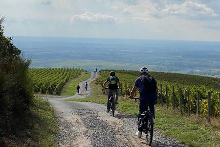 Discover the Beaujolais wines | Guided tour