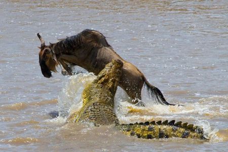 3 Day Maasai Mara Group Safari Big Five Adventure from Nairobi
