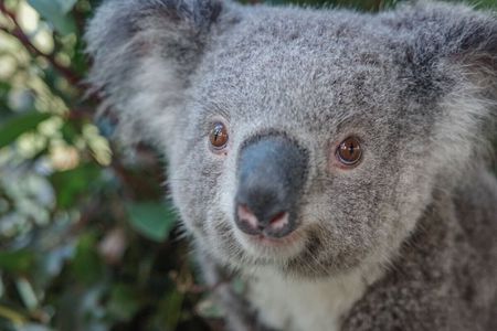 Nature and Wildlife: Australia in One Day - Private Tour