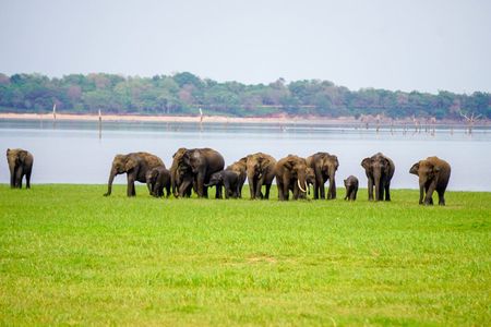 Minneriya National Park halfday Safari