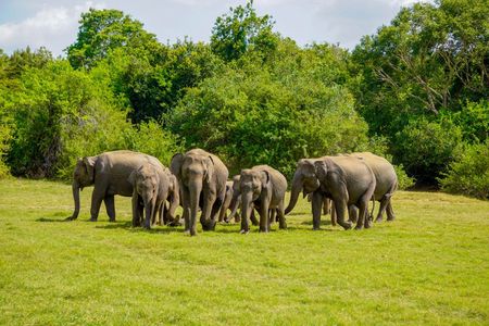 Minneriya National Park halfday Safari