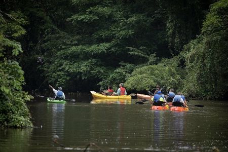 Kayak Tour in Tortuguero Canals with Tourist Guide