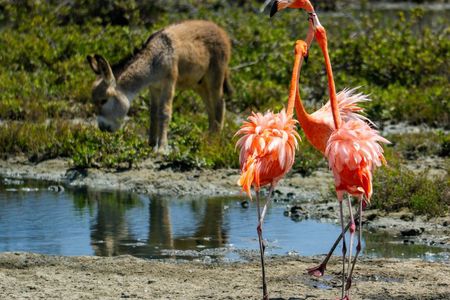 VIP Private Island & Snorkeling Tour – South Bonaire