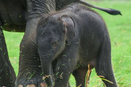 Wildlife Safari at Minneriya National Park See Majestic Elephants