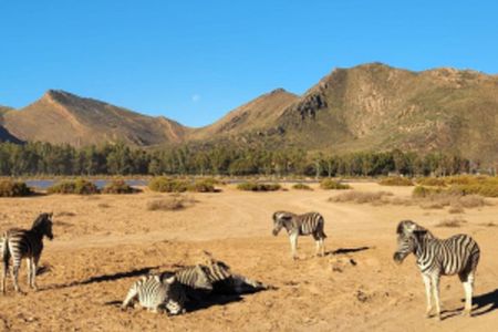 Africa Big 5 Safari Cape Town and Wine Tasting Private Full Day