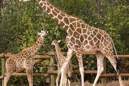 Giraffe Center Karen Blixen and Kobe Beads Day Tour