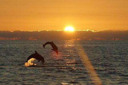 Sunset Dolphin Cruise in Destin