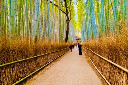 Kyoto Arashiyama Bamboo Forest Early Morning Tour