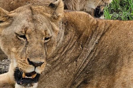 3 Days and 2 Nights Private Maasai Mara Safari