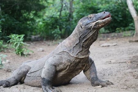 Early Morning Private Speedboat Tour to Komodo National Park