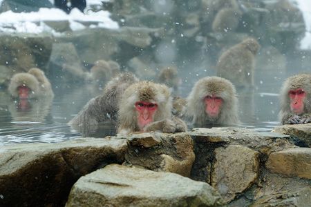 Snow Monkeys, Hokusai & Sake: A Perfect Day in Nagano