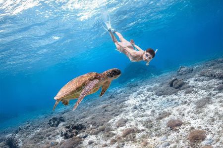 Turtle Snorkeling Mirissa: 100% Sighting Guarantee & Free GoPro