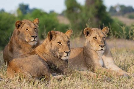 Half-Day Safari Adventure in Nairobi National Park