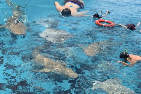 Maldives: Snorkeling with Nurse Sharks, Coral Reef, Sandbank Tour