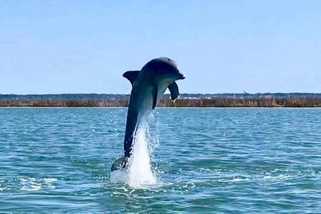 Hilton Head Dolphin Tour – 2-Hour Private Boat Cruise