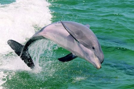 Destin Dolphin Watching and Shelling Tour