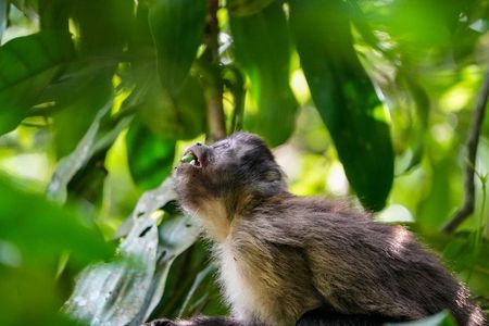 Tijuca Forest: Waterfall Trail and Immersion in Nature