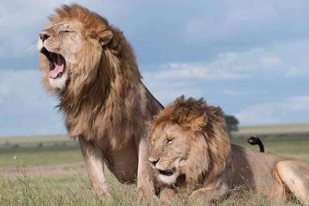 Nairobi National Park, Giraffe Centre & Kobe Beads Factory Trip